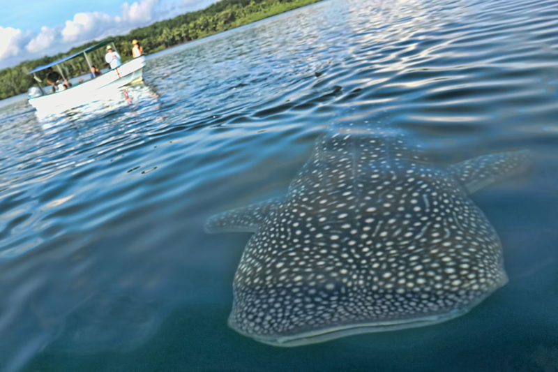 Costa Rica Whale Shark Osa Peninsula