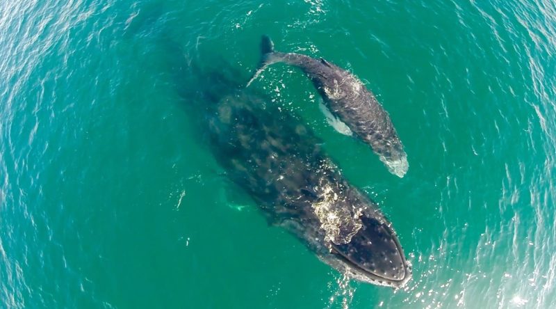Humpback whale mother and calf resting in Golfo Dulce, Costa Rica
