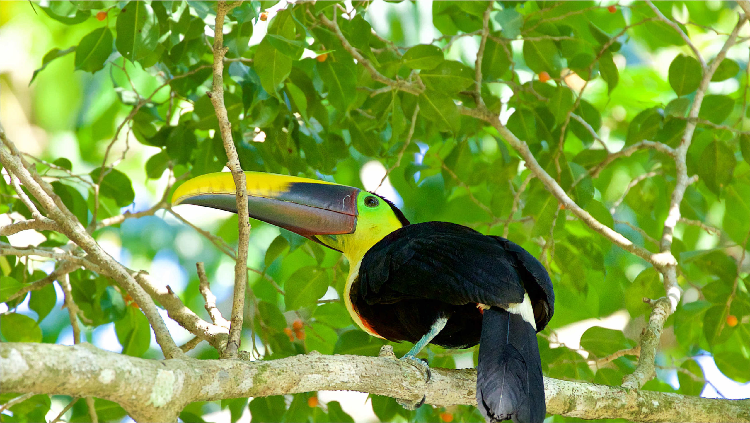 Eco-adventures | Botanika Osa Peninsula 