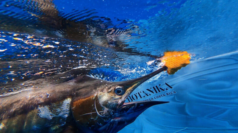 Puerto Jimenez Sport Fishing