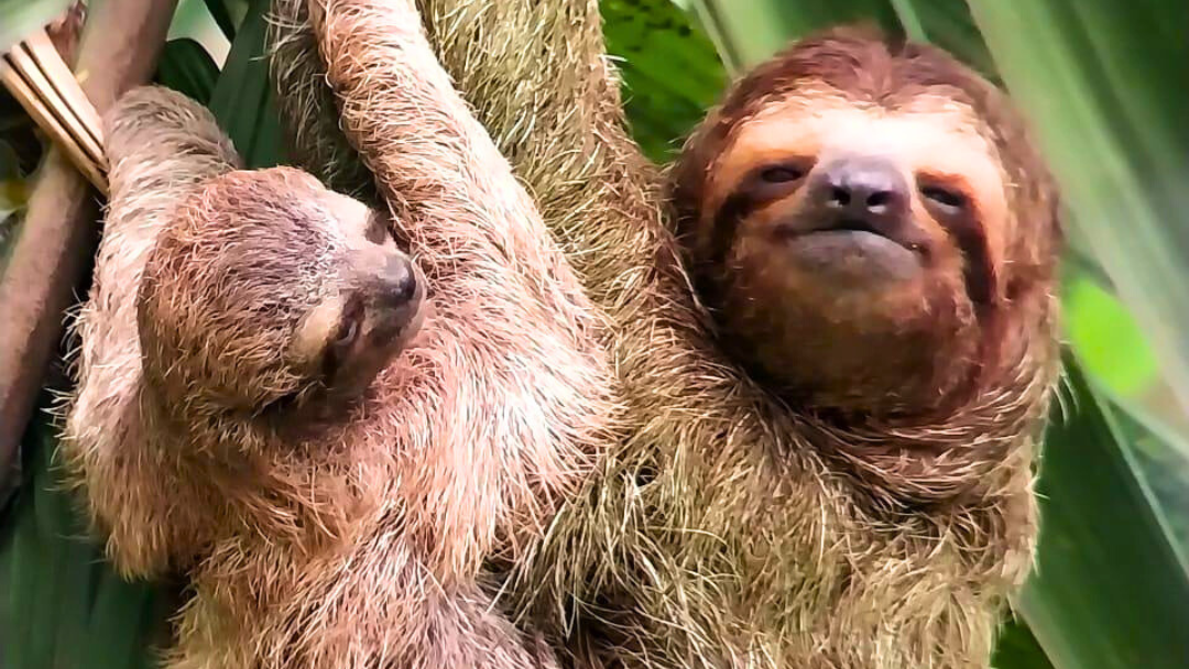 Puerto Jimenez Sloth Tour