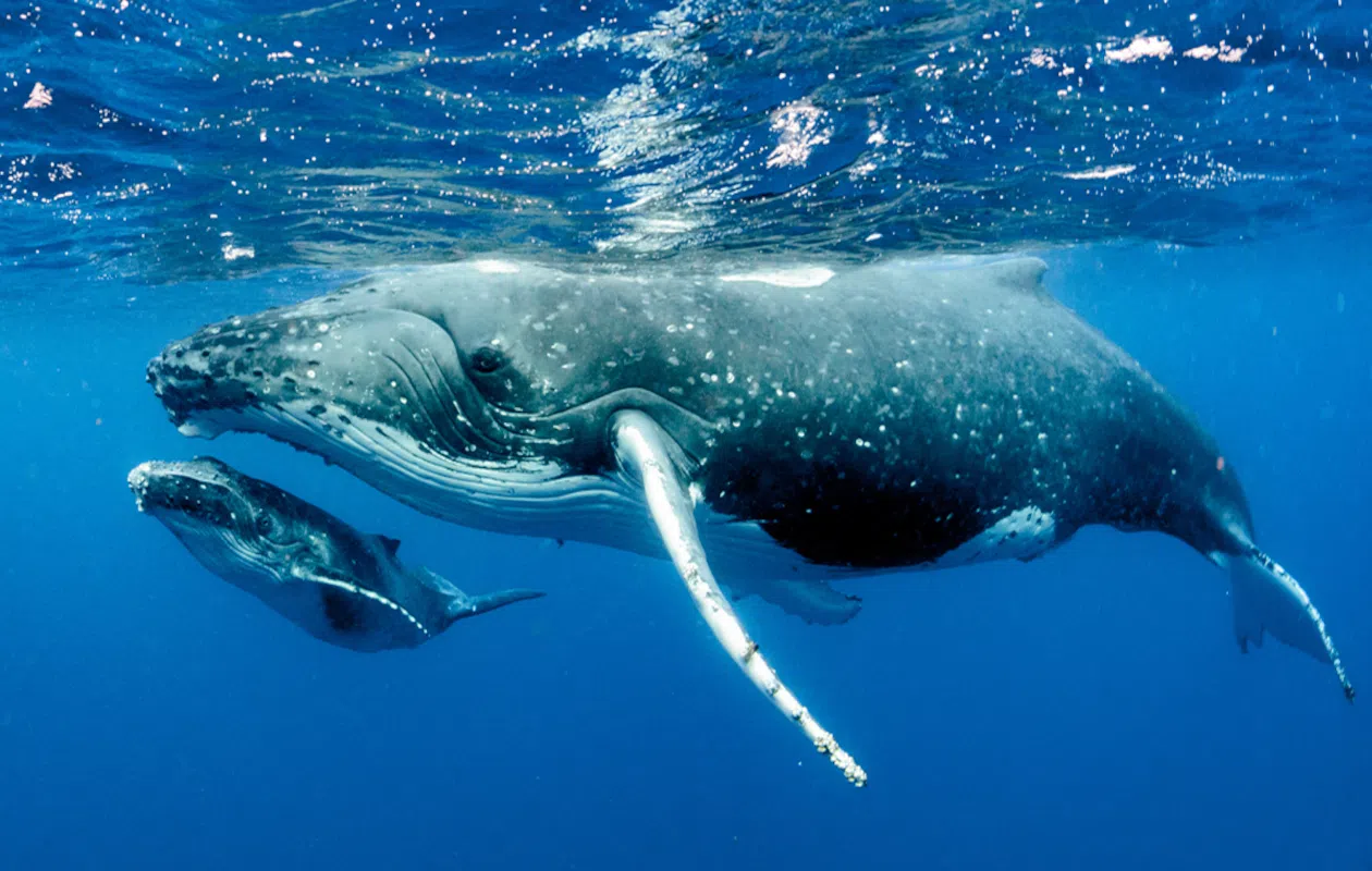 Humpback-whale-with-calf-on-migration-to-Costa-Rica.png Humpback-whale-with-calf-on-migration-to-Costa-Rica.png