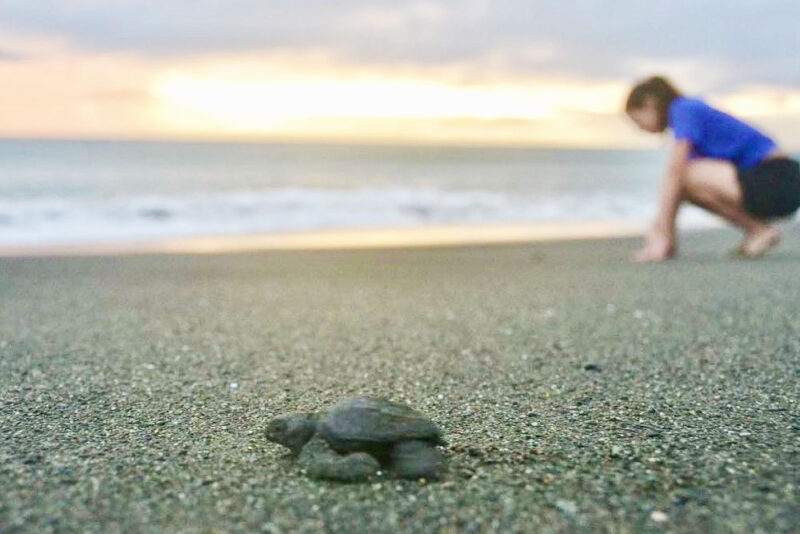 sea turtle hatching osa peninsula