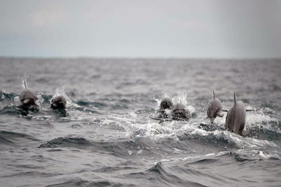 Tour del Golfo Dulce