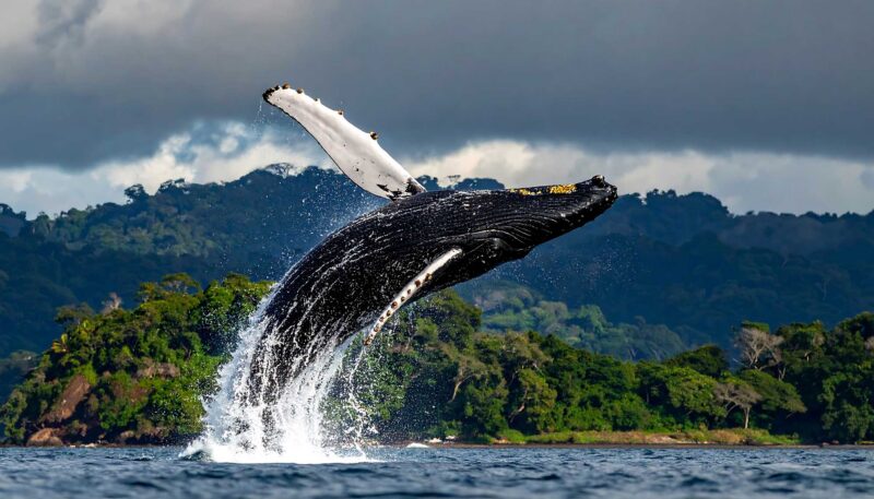 Costa Rica Whale Watching