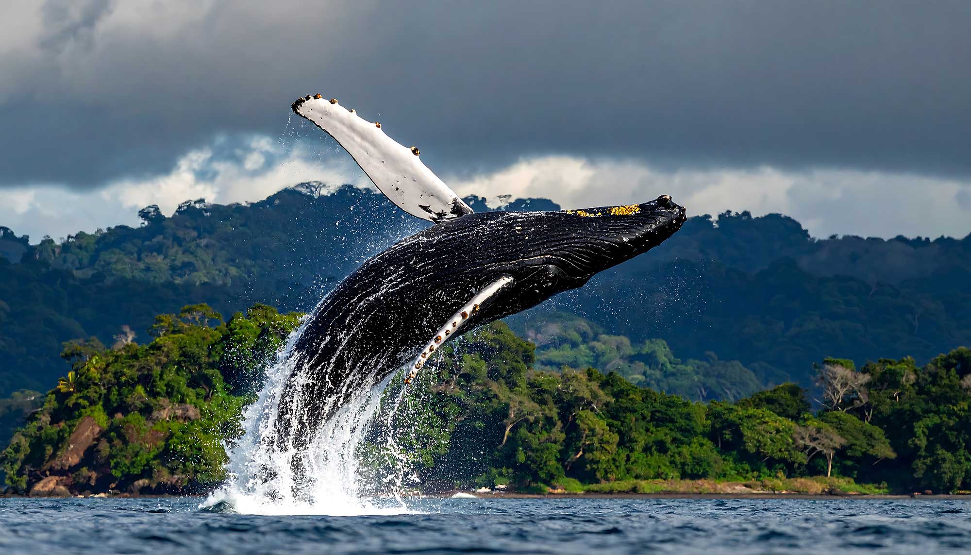 Costa Rica Whale Watching